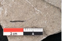 Foto (Detailansicht) von Plantae indet.  (NHMW-GEO-2024-0188-6697)
